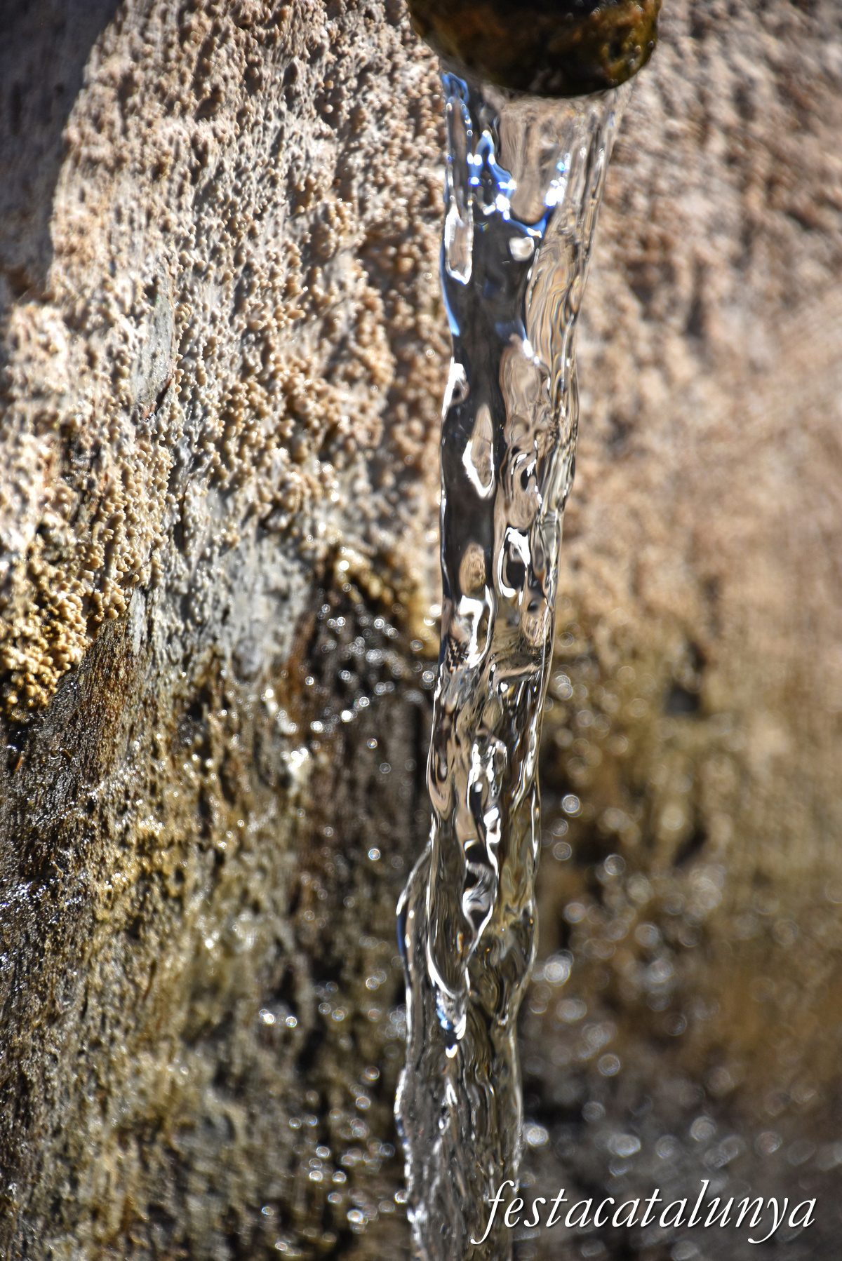 Oliola - Font del Coscó