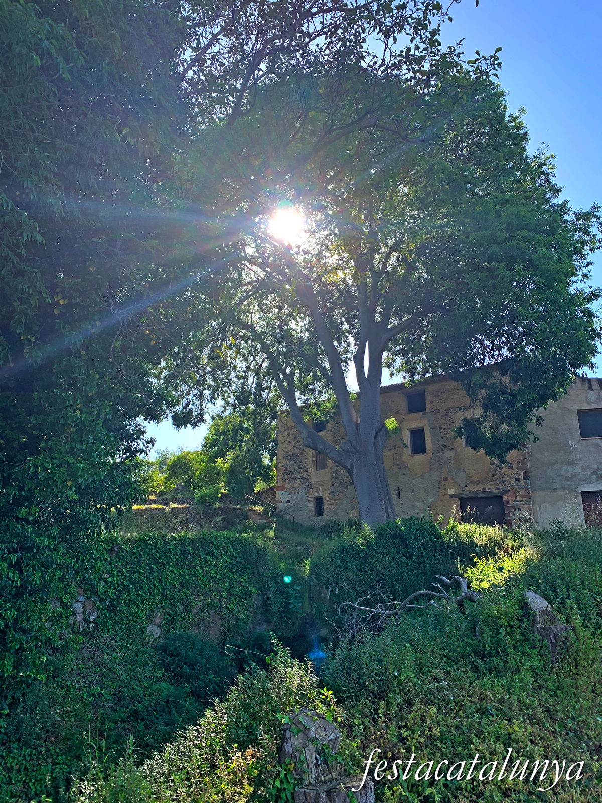 Riudecanyes - Molins