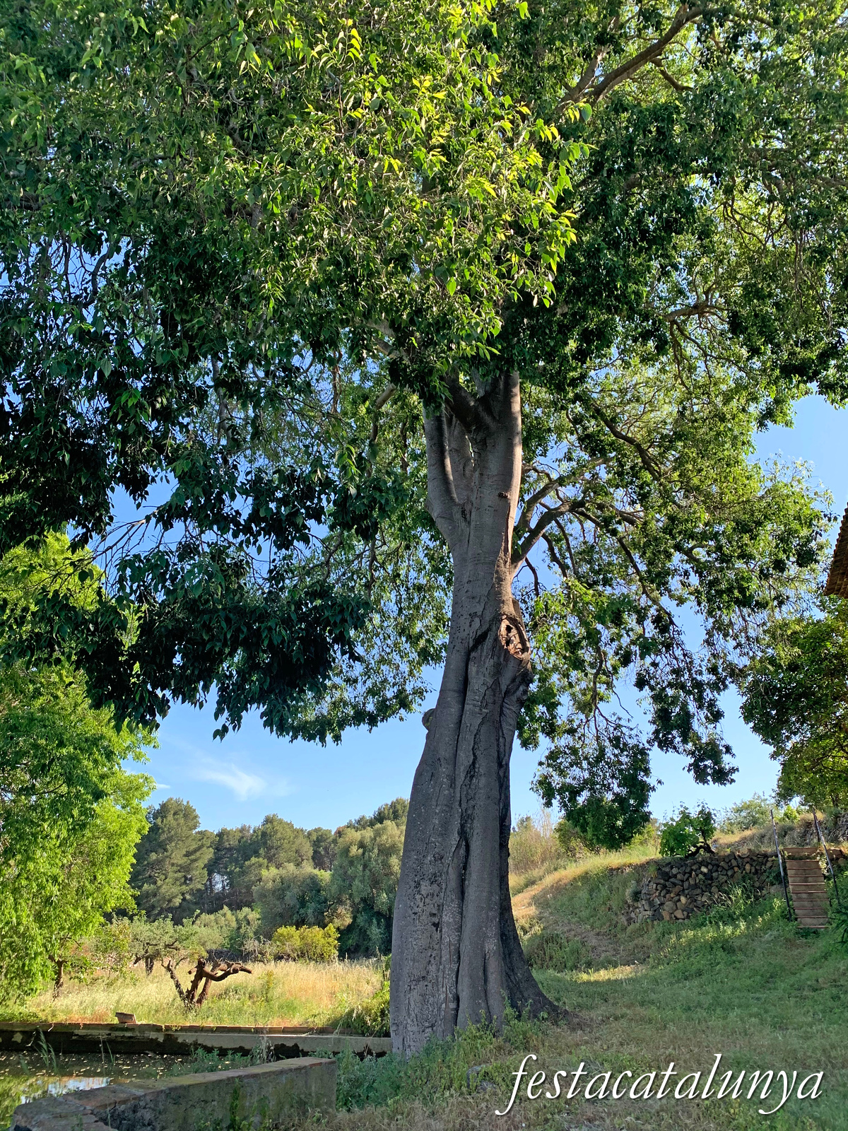 Riudecanyes - Molins 