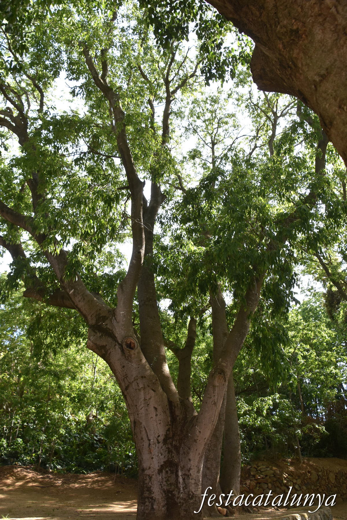 Riudecanyes - Parc de les Graneres 