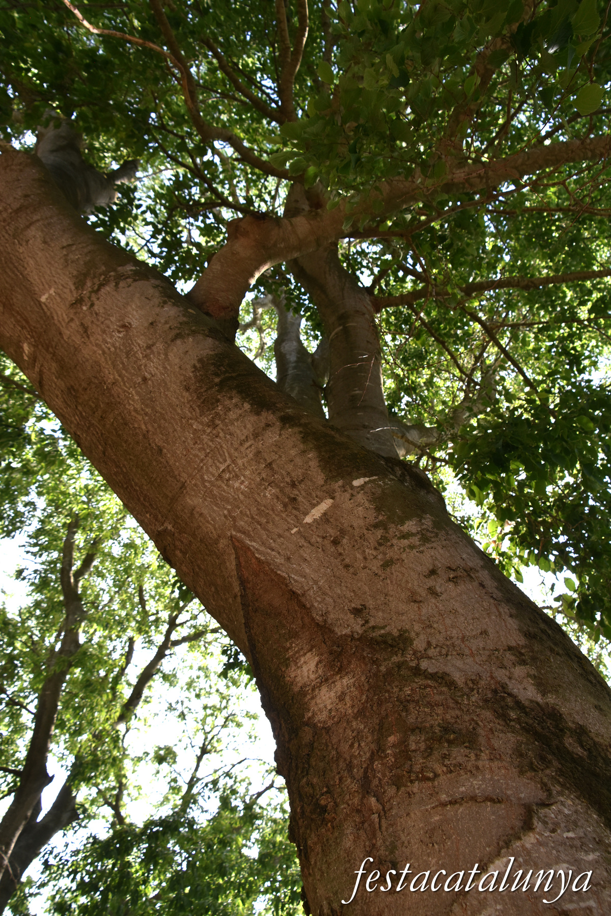 Riudecanyes - Parc de les Graneres 