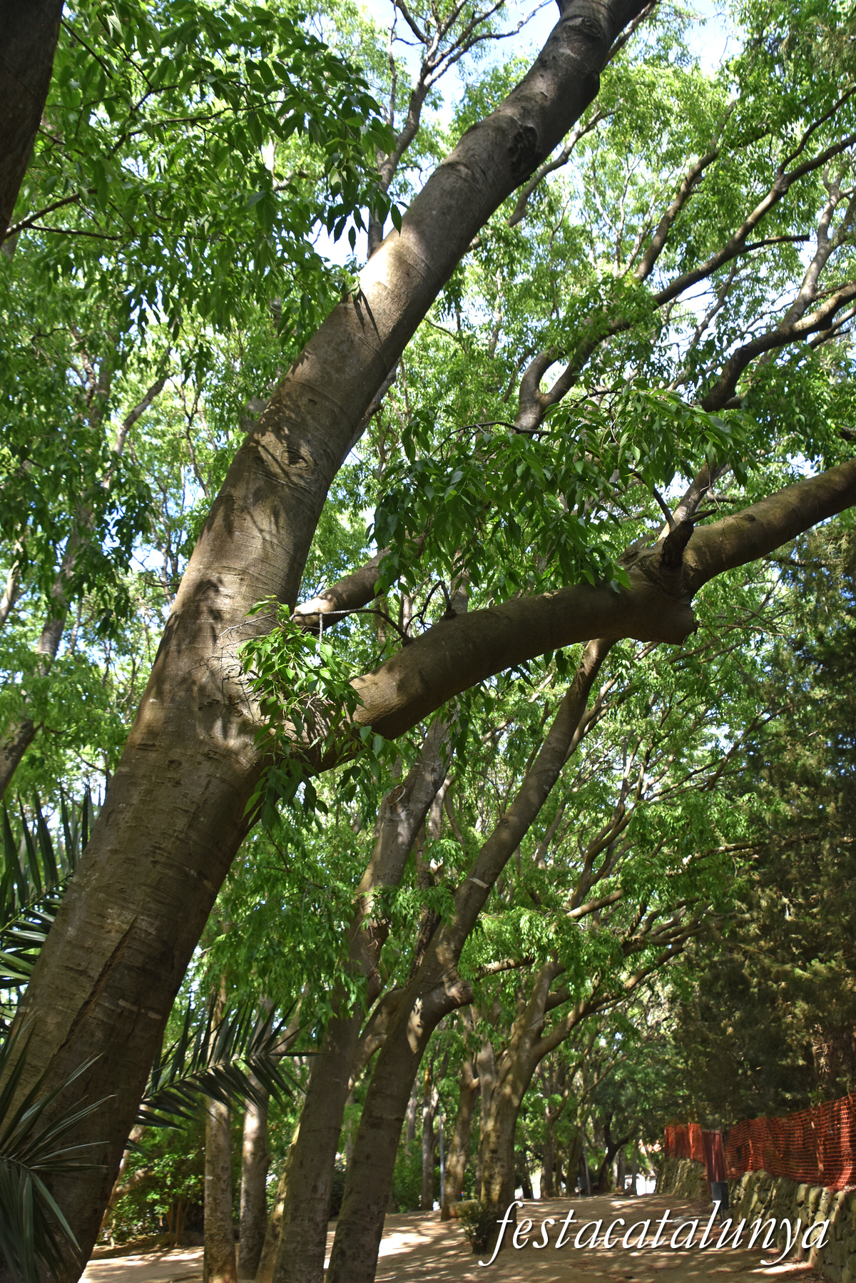 Riudecanyes - Parc de les Graneres 