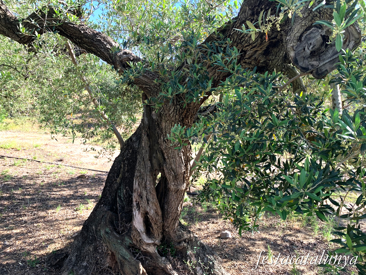 Riudecanyes - Oliveres centenàries