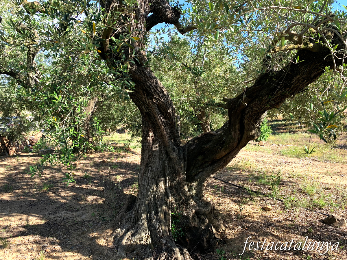 Riudecanyes - Oliveres centenàries