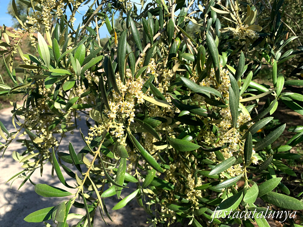 Riudecanyes - Oliveres centenàries