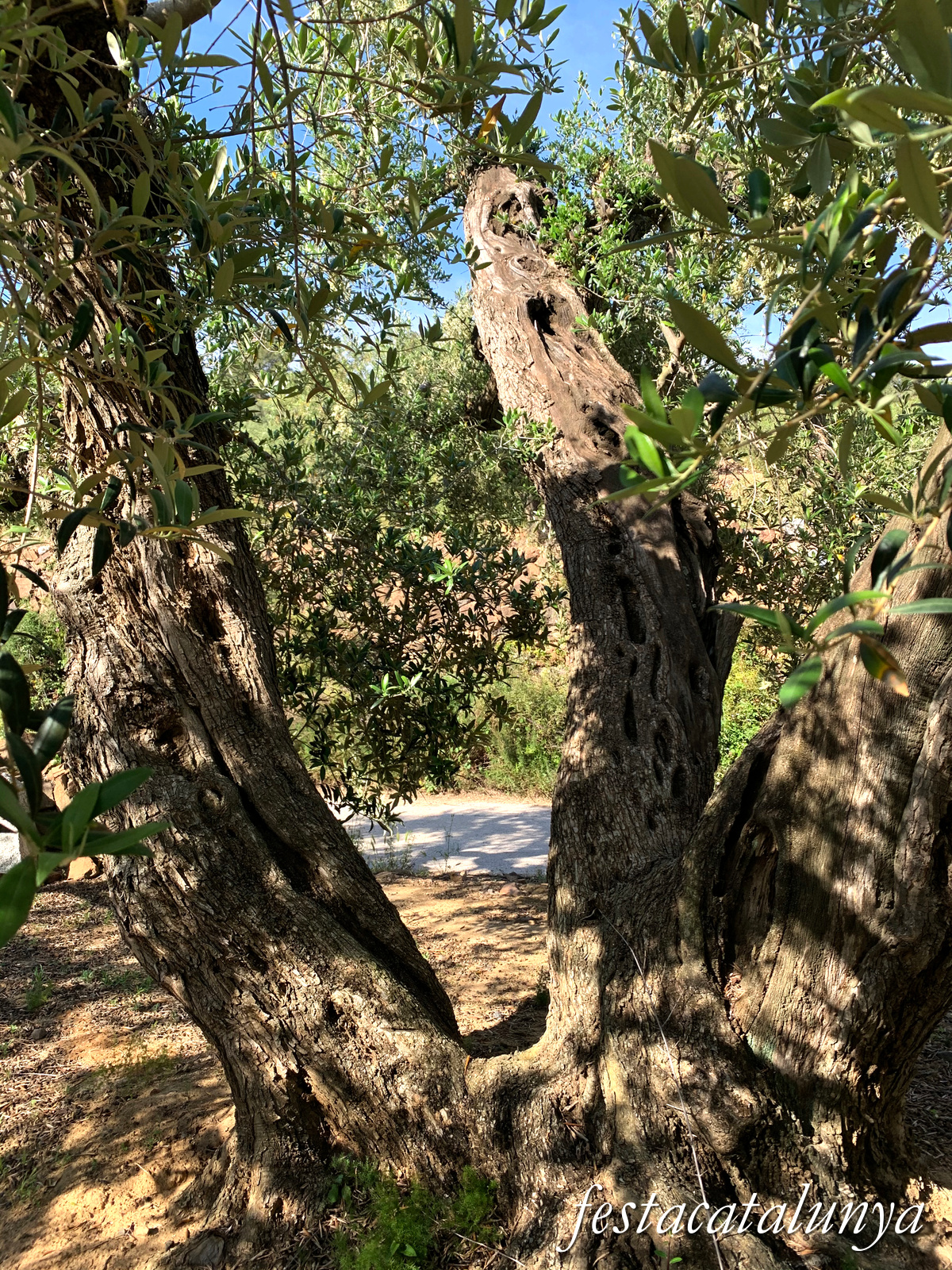 Riudecanyes - Oliveres centenàries 